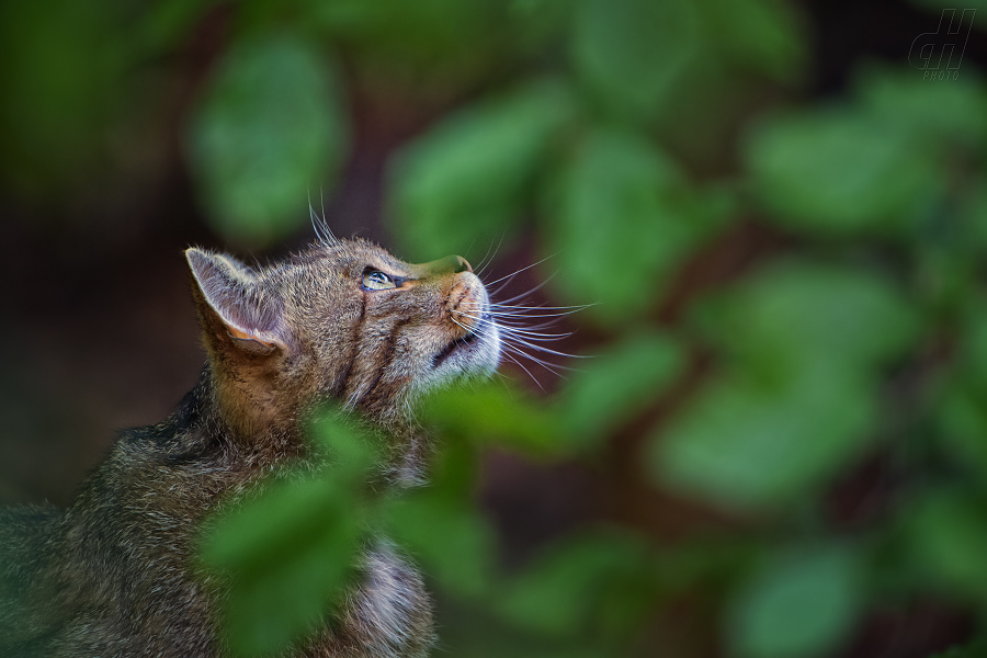 kočka divoká - Felis silvestris