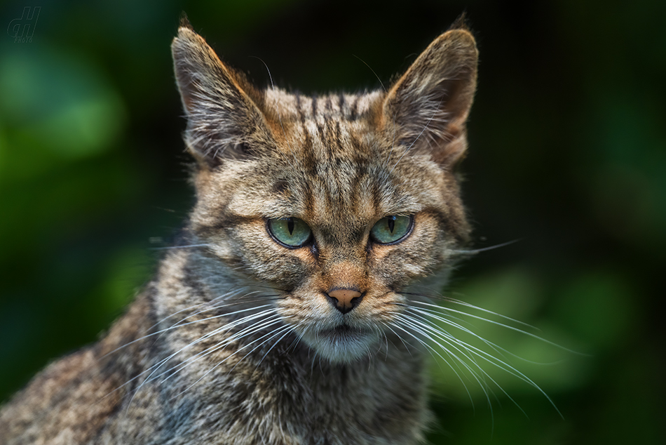 kočka divoká - Felis silvestris