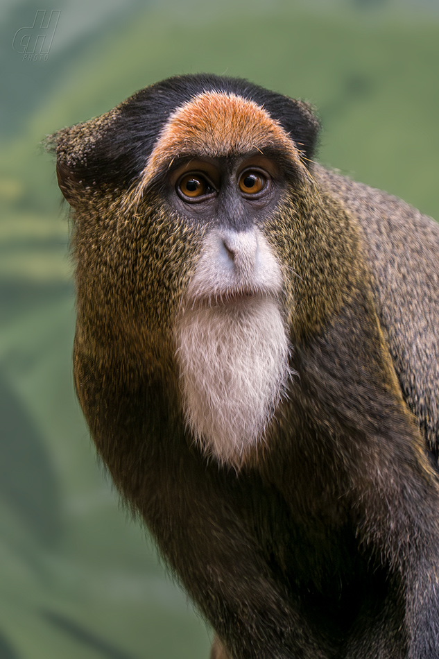 kočkodan Brazzův - Cercopithecus neglectus