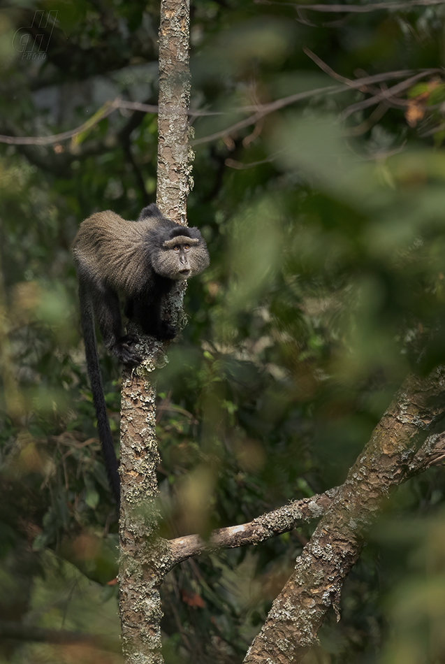 kočkodan diadémový - Cercopithecus mitis