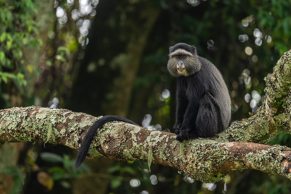 kočkodan diadémový - Cercopithecus mitis