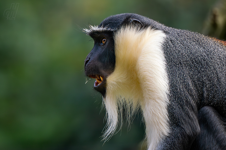 kočkodan Rolowayův -  Cercopithecus roloway