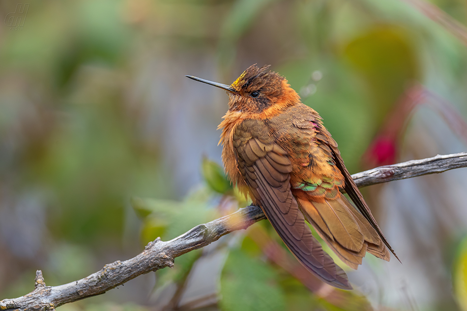 kolibřík duhovohřbetý - Aglaeactis cupripennis