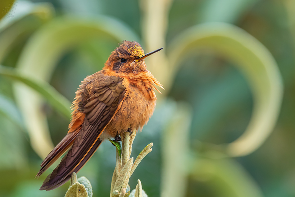 kolibřík duhovohřbetý - Aglaeactis cupripennis