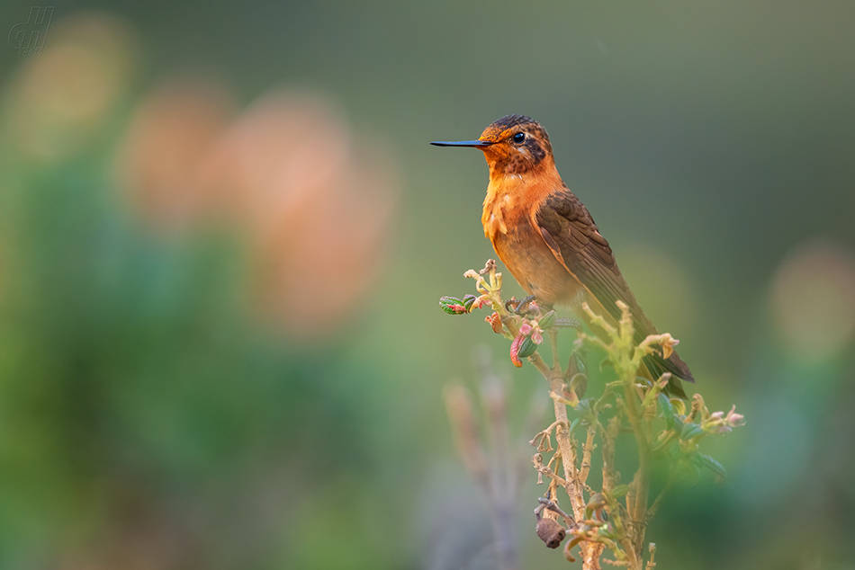 kolibřík duhovohřbetý - Aglaeactis cupripennis