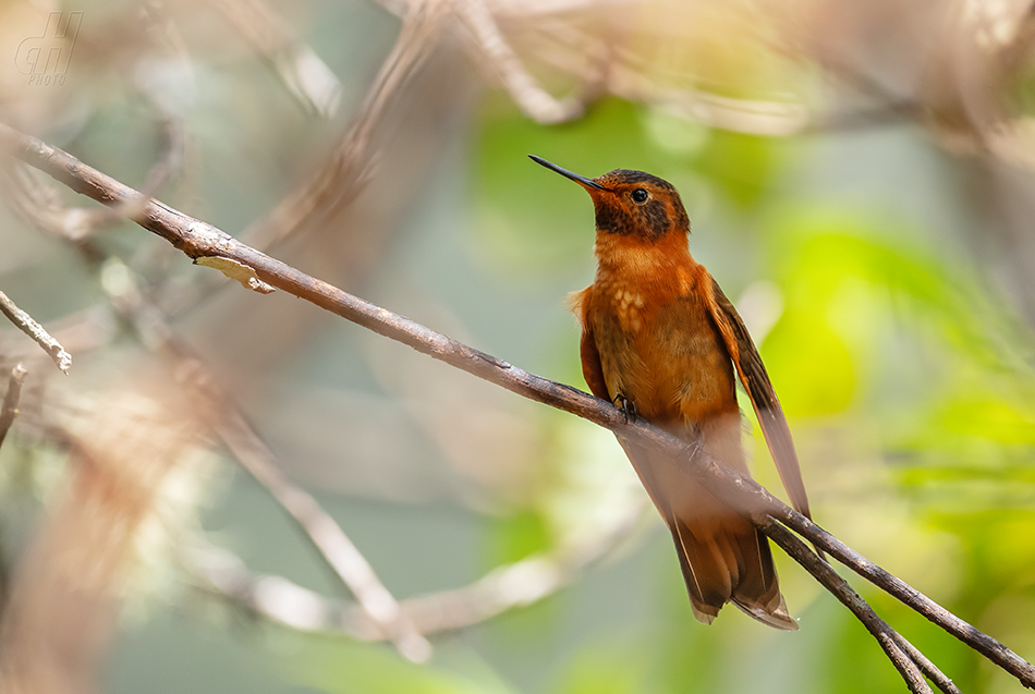 kolibřík duhovohřbetý - Aglaeactis cupripennis