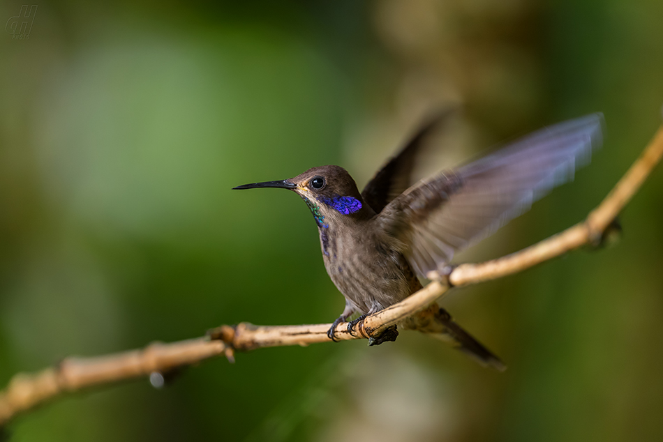 kolibřík fialovouchý - Colibri delphinae