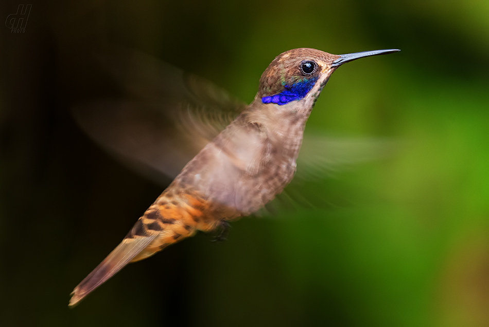 kolibřík fialovouchý - Colibri delphinae