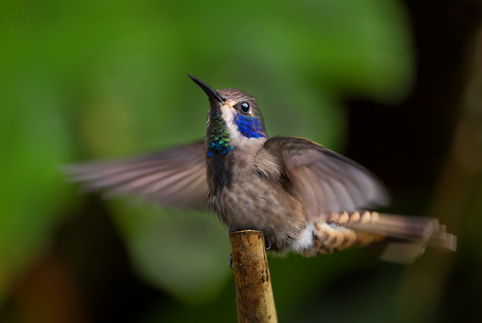 kolibřík fialovouchý - Colibri delphinae