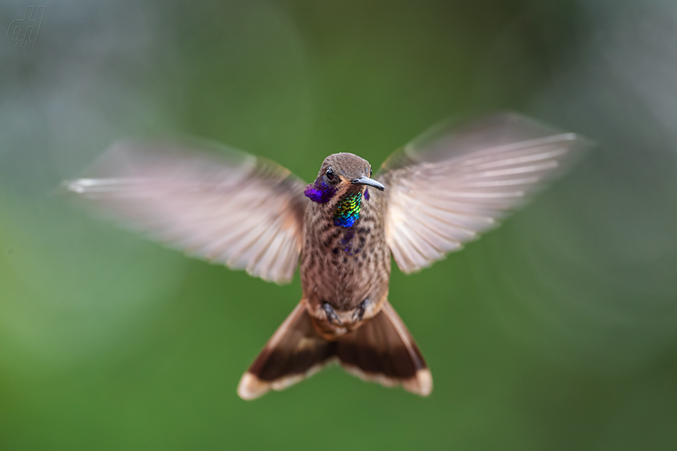 kolibřík fialovouchý - Colibri delphinae