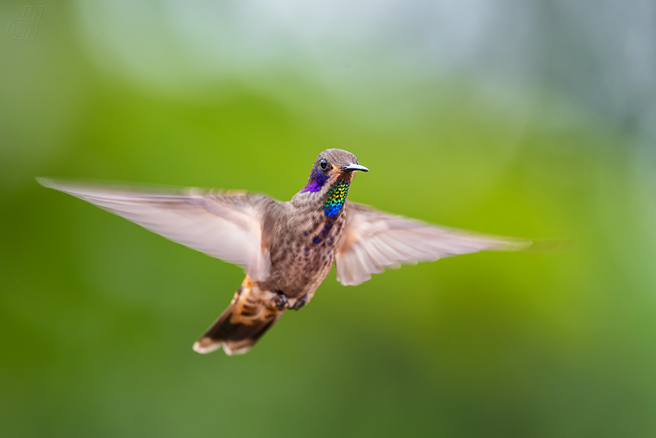 kolibřík fialovouchý - Colibri delphinae