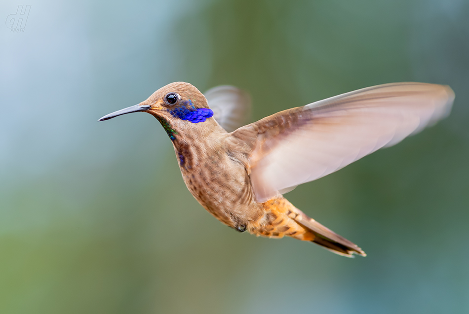 kolibřík fialovouchý - Colibri delphinae