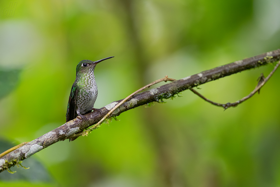 kolibřík kropenatý - Leucippus hypostictus