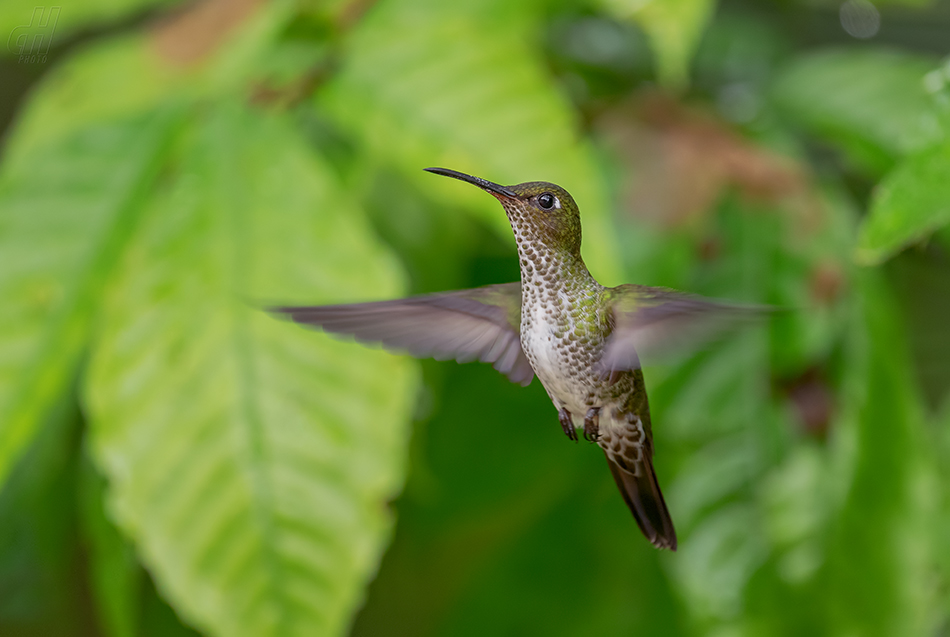 kolibřík kropenatý - Leucippus hypostictus