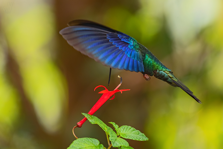 kolibřík modrokřídlý - Pterophanes cyanopterus