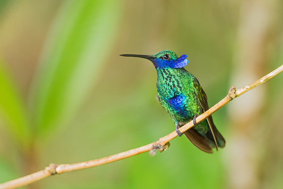 kolibřík modrolící - Colibri coruscans