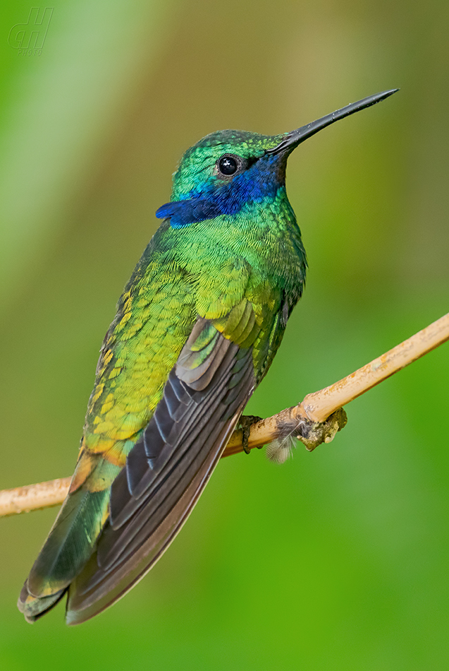 kolibřík modrolící - Colibri coruscans