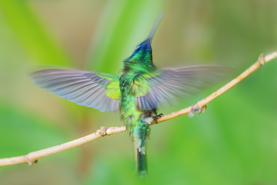 kolibřík modrolící - Colibri coruscans