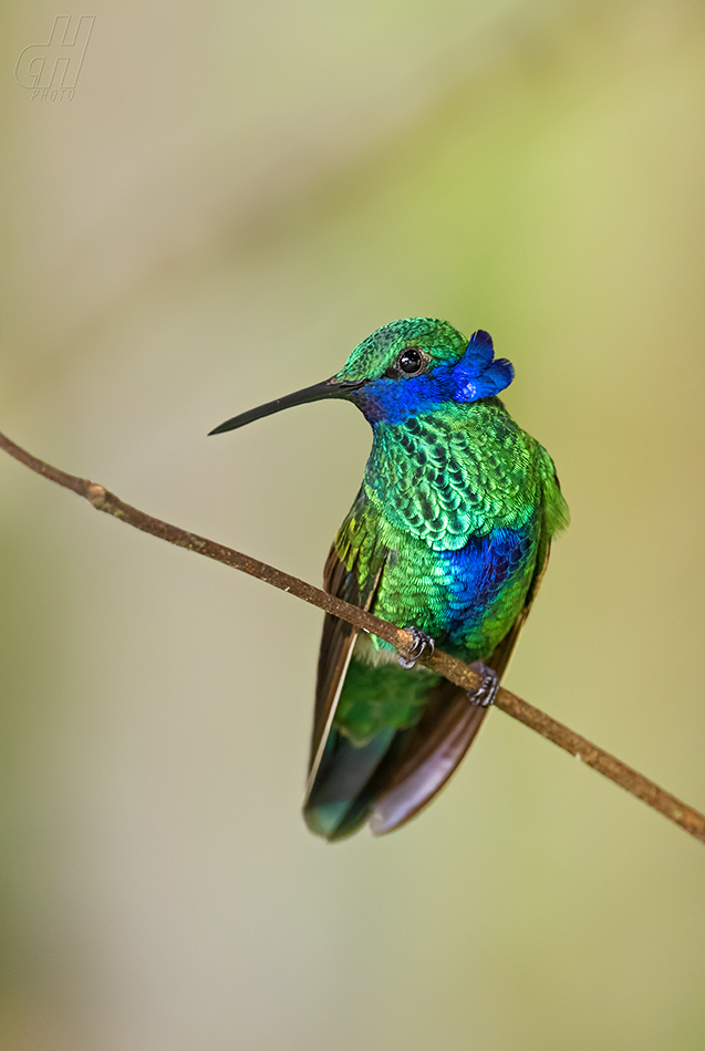 kolibřík modrolící - Colibri coruscans