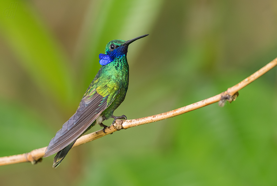 kolibřík modrolící - Colibri coruscans