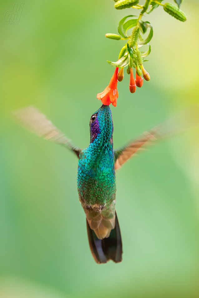 kolibřík modrolící - Colibri coruscans