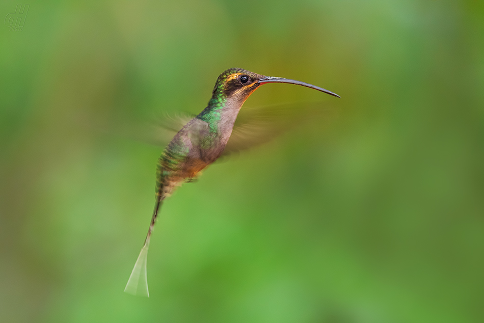 kolibřík šedobřichý - Phaethornis guy