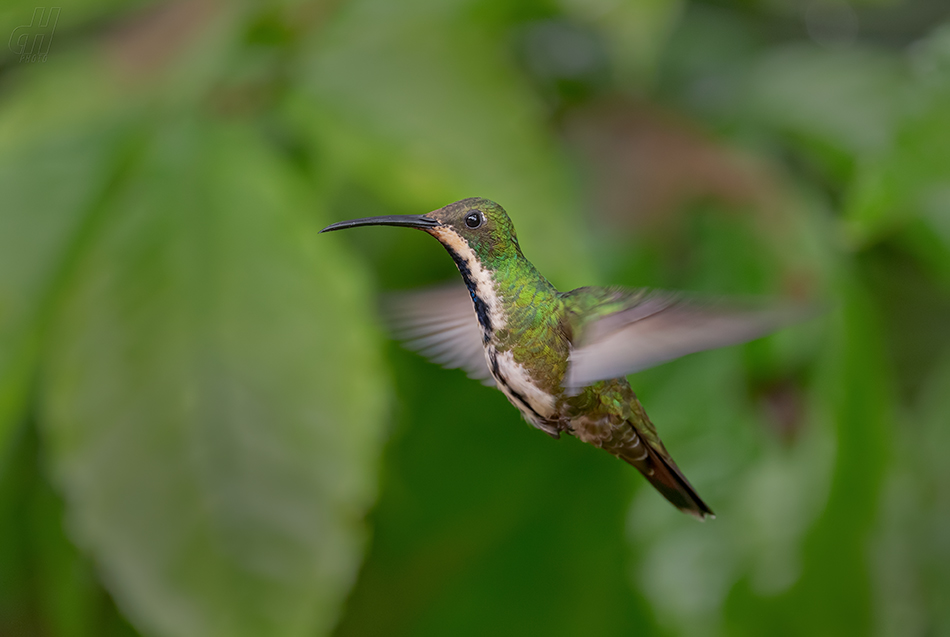 kolibřík tropický - Anthracothorax nigricollis