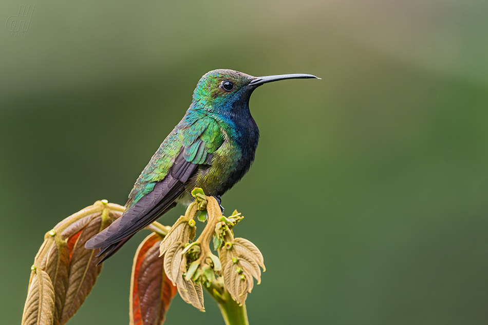 kolibřík tropický - Anthracothorax nigricollis