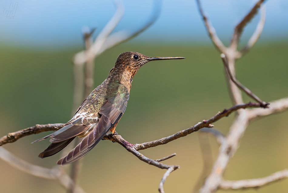 kolibřík velký - Patagona gigas