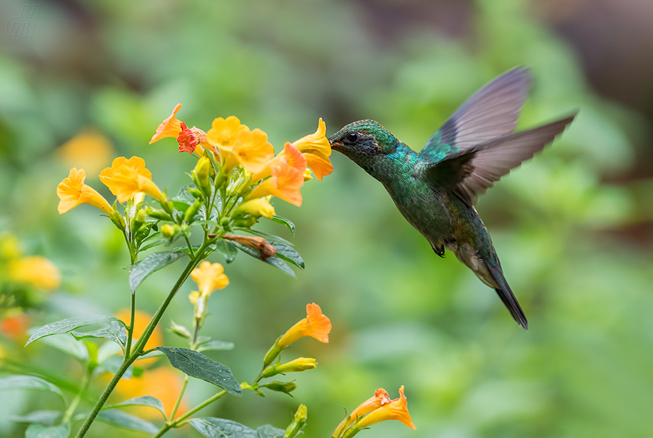 kolibřík zelený - Colibri thalassinus