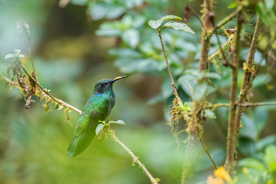 kolibřík zelený - Colibri thalassinus