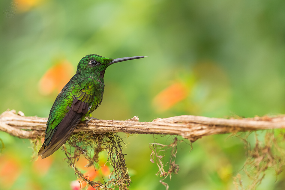 kolibřík zelený - Colibri thalassinus