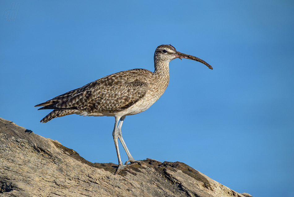 koliha malá - Numenius phaeopus