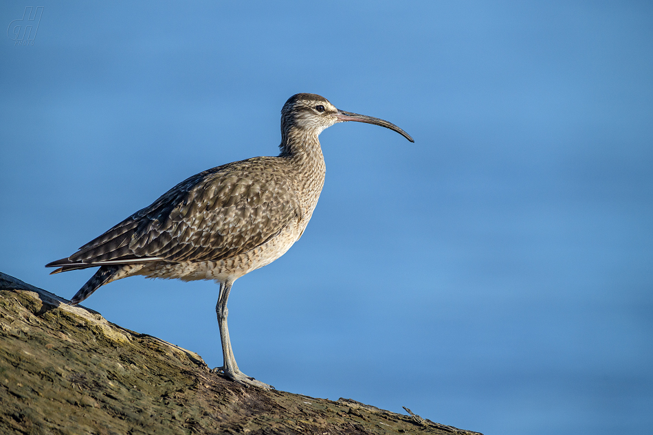 koliha malá - Numenius phaeopus