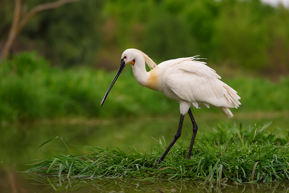 kolpík bílý - Platalea leucorodia