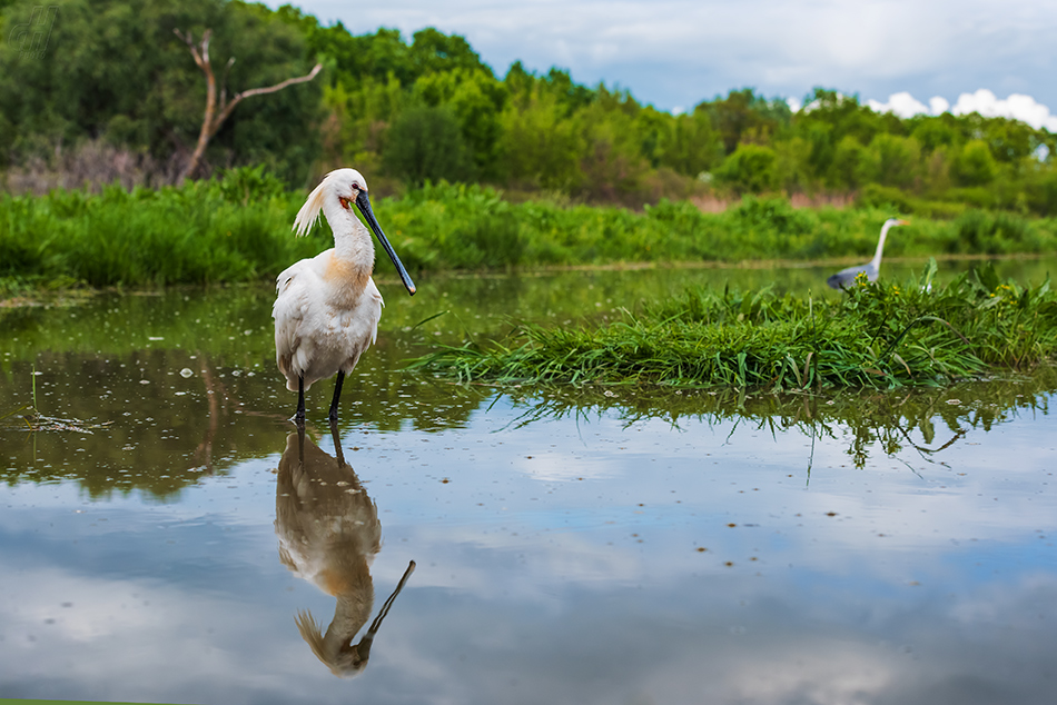 kolpík bílý - Platalea leucorodia