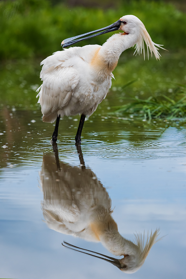 kolpík bílý - Platalea leucorodia