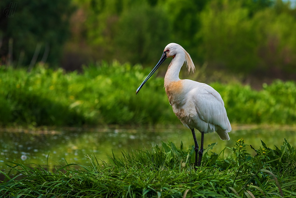 kolpík bílý - Platalea leucorodia