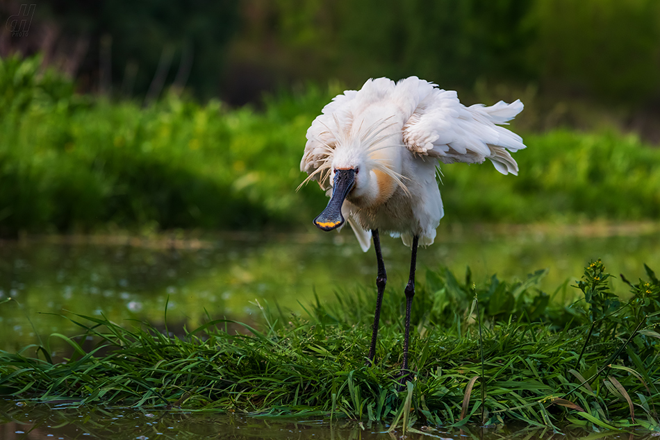 kolpík bílý - Platalea leucorodia