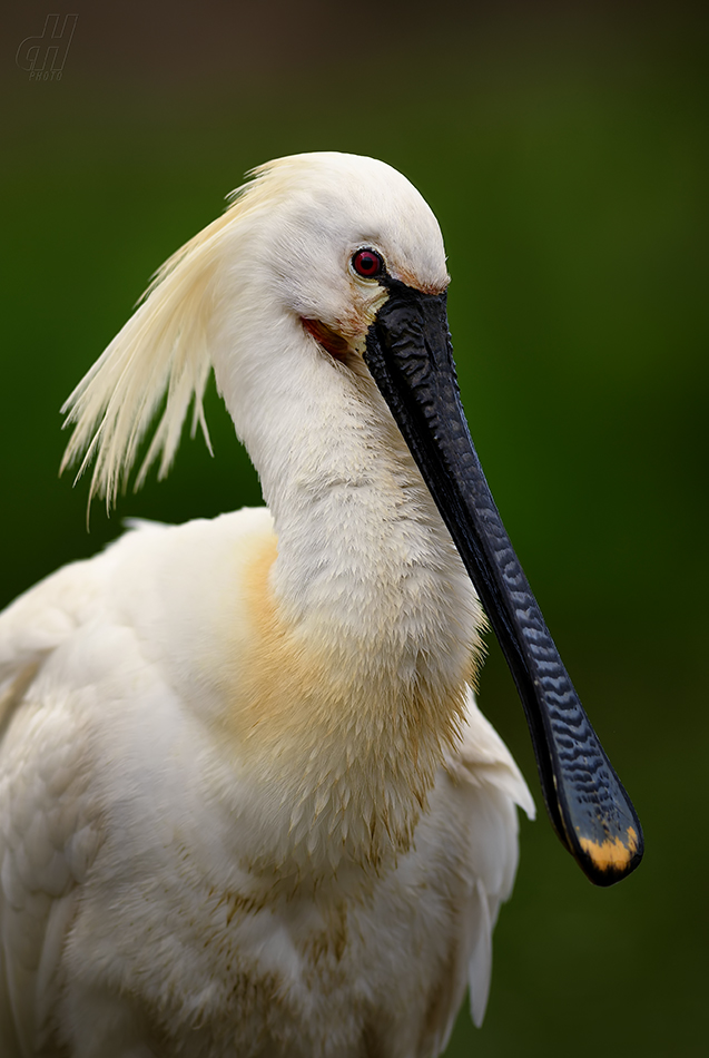 kolpík bílý - Platalea leucorodia