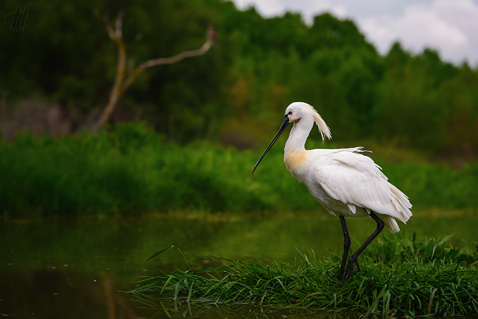 kolpík bílý - Platalea leucorodia