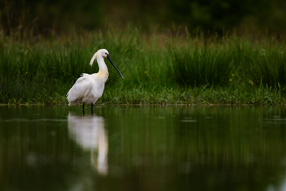 kolpík bílý - Platalea leucorodia