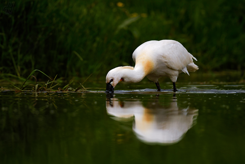 kolpík bílý - Platalea leucorodia