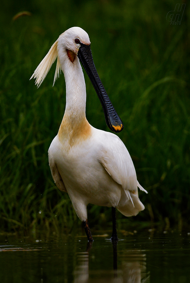 kolpík bílý - Platalea leucorodia