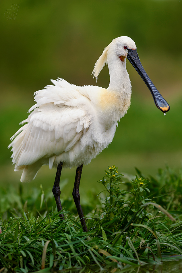 kolpík bílý - Platalea leucorodia