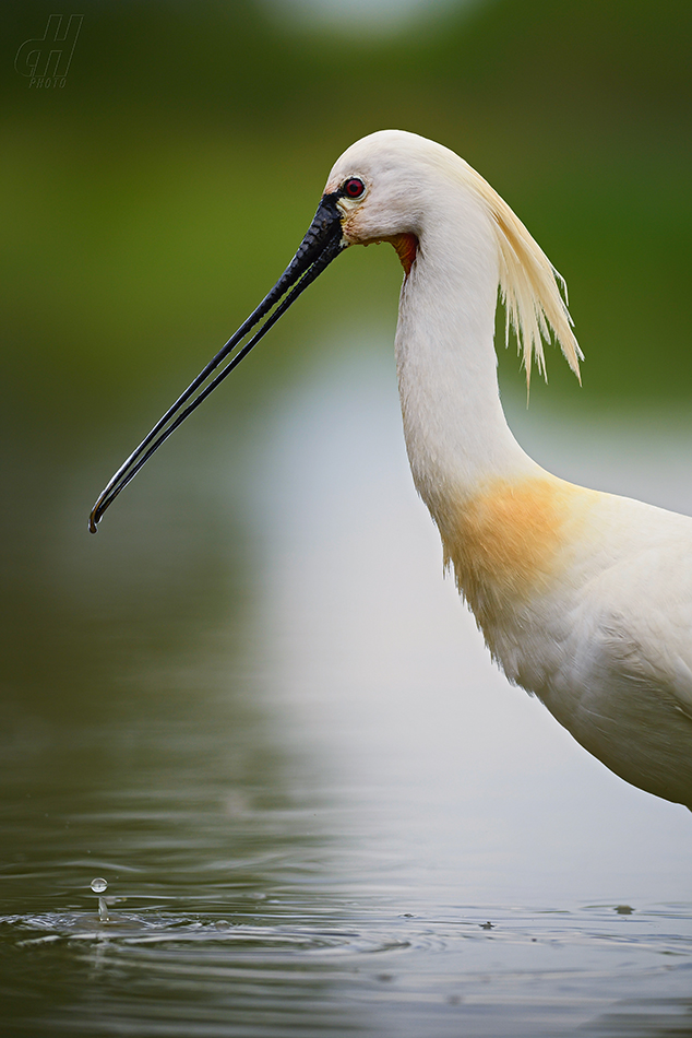 kolpík bílý - Platalea leucorodia