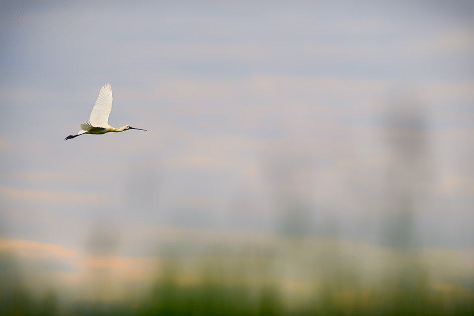 kolpík bílý - Platalea leucorodia