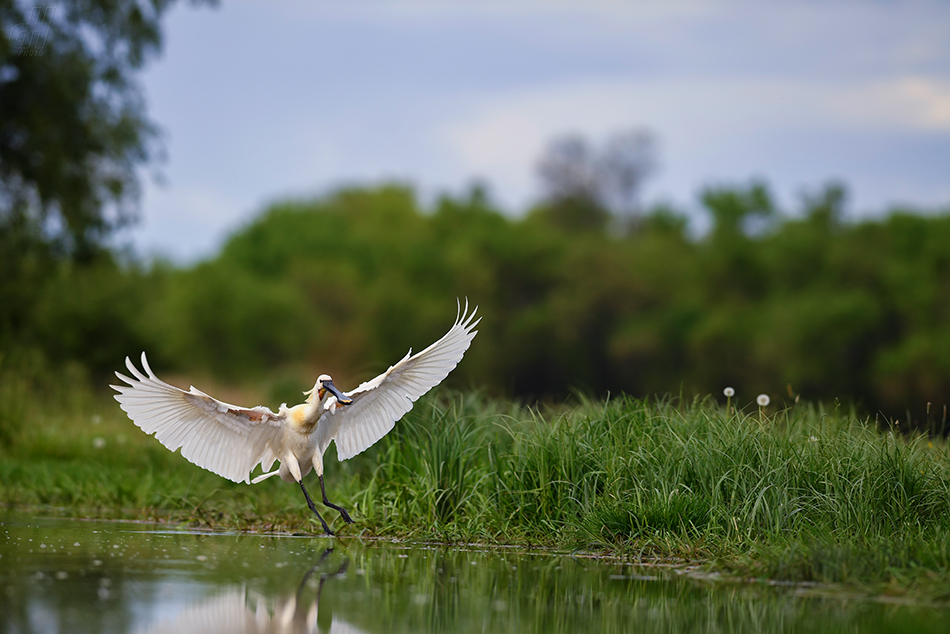 kolpík bílý - Platalea leucorodia