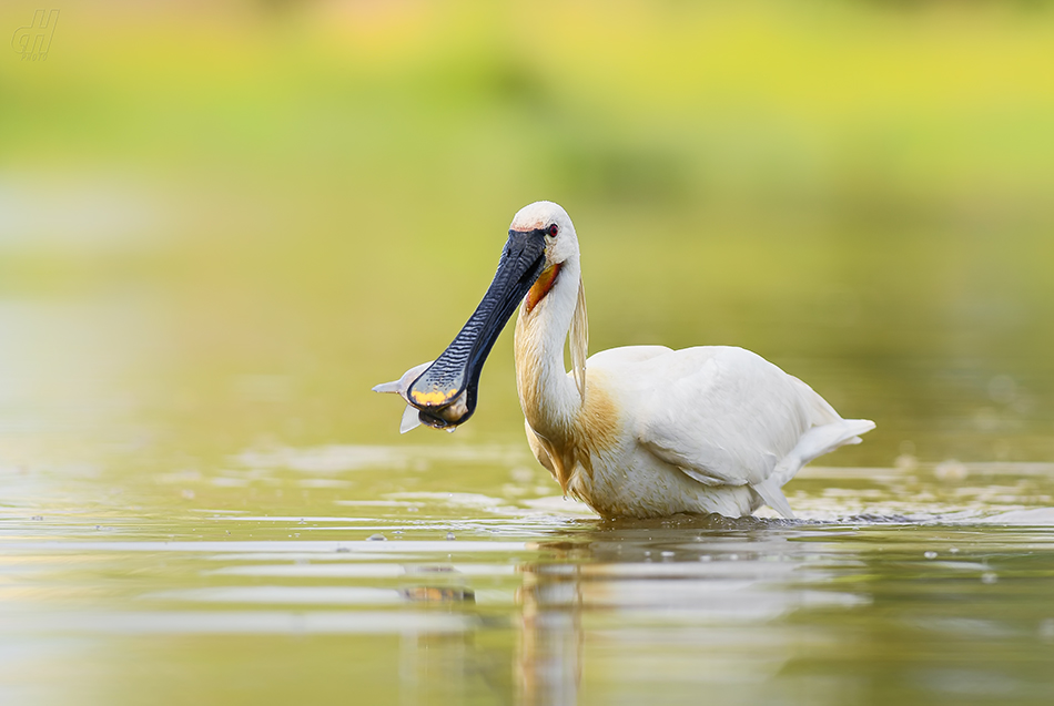 kolpík bílý - Platalea leucorodia