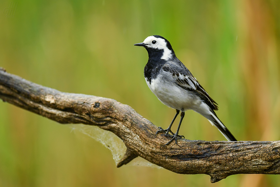 konipas bílý - Motacilla alba